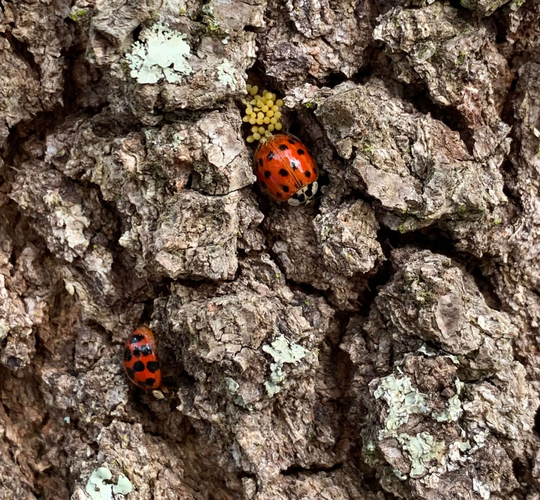 171643964_122089656624486_7684194284491583234_n