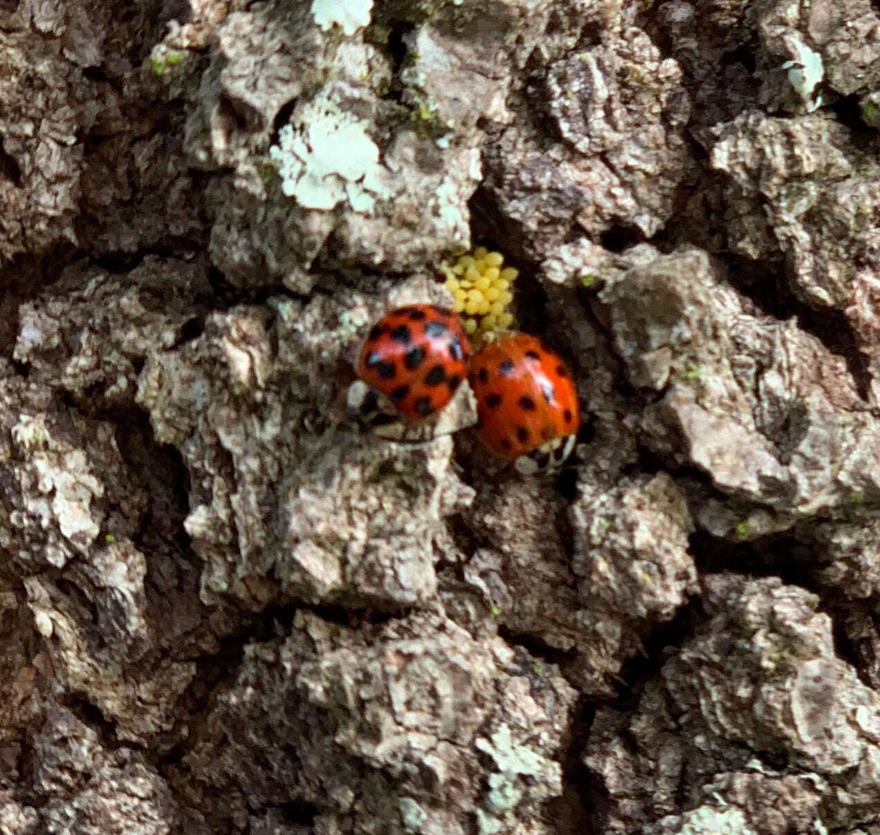 172139345_122089543291164_6560389224221766205_n