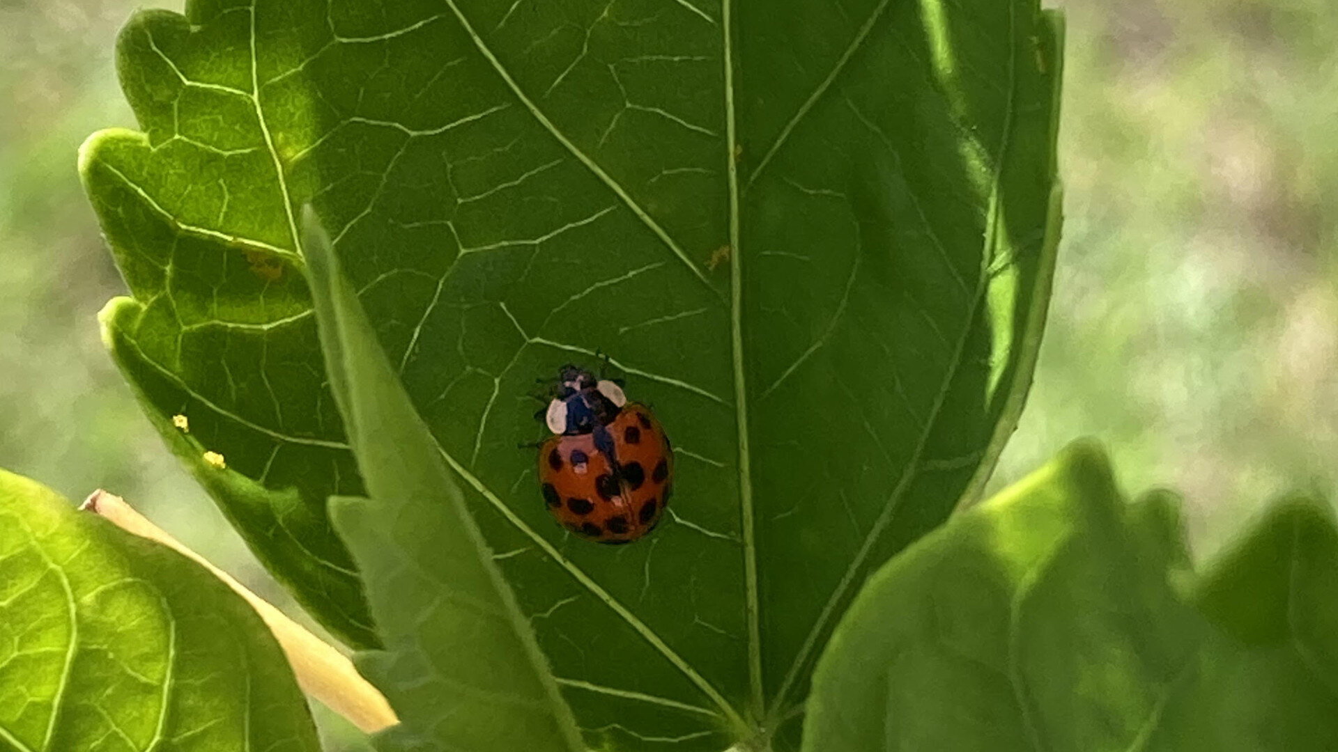 Ladybug 061824