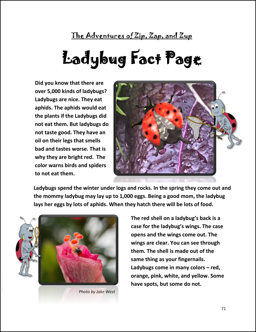 Ladybug Fact Page